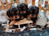 3 chiots Cavalier King Charles à vendre (LOF)