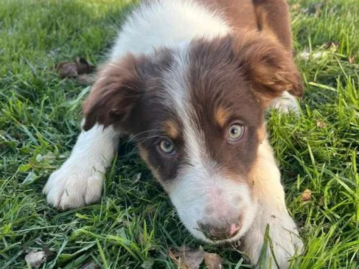 4 chiots mâles Border Collie rouge tricolore disponibles à la vente (non LOF)