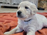 3 chiots mâles Golden Retriever LOF à vendre
