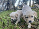 3 chiots mâles Golden Retriever LOF à vendre