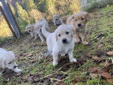 3 chiots mâles Golden Retriever LOF à vendre