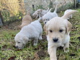 3 chiots mâles Golden Retriever LOF à vendre