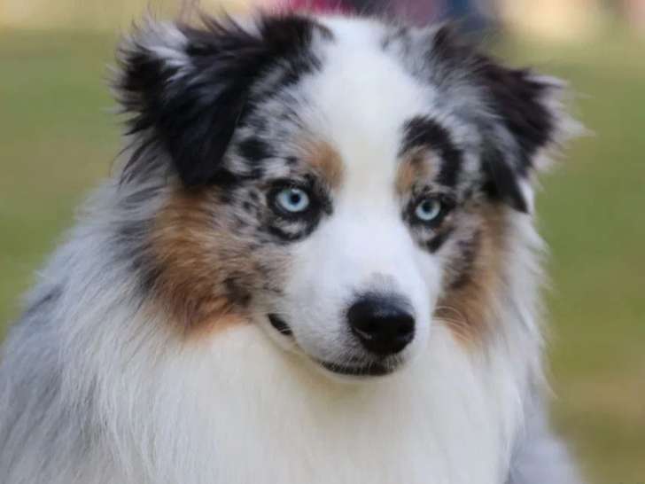 Chien mâle Berger Américain Miniature bleu merle à vendre (LOF)