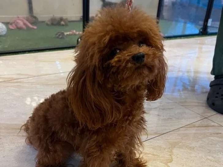 5 chiots Caniche Toy disponibles à la vente (LOF)