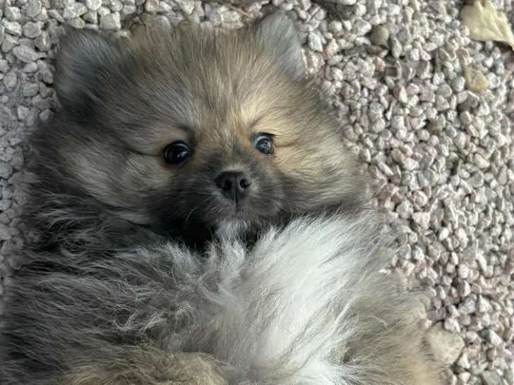 1 chiot mâle Spitz Nain crème et fauve à vendre (LOF)