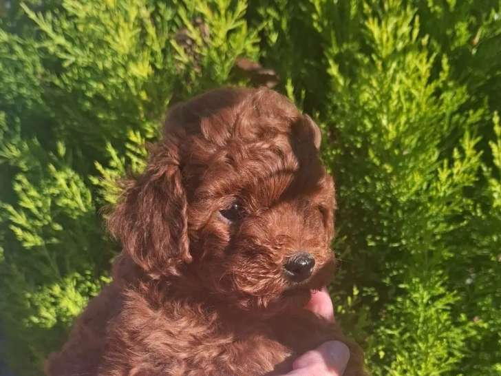 1 chiot mâle Caniche Toy disponible à l’achat (LOF)