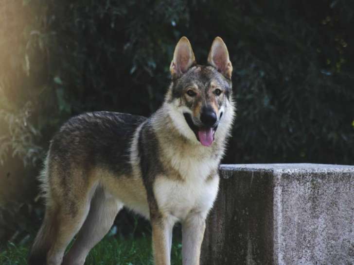 Mâle Chien Loup Tchécoslovaque disponible pour saillie