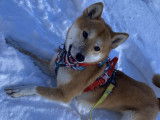 Chien adulte de race Shiba Inu &agrave; vendre