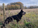 Daïko, mâle Berger Allemand disponible pour saillie