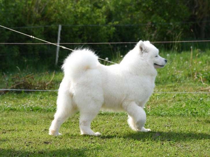 4 chiots Samoyèdes, 3 femelles et 1 mâle blancs LOF de novembre 2025 à réserver