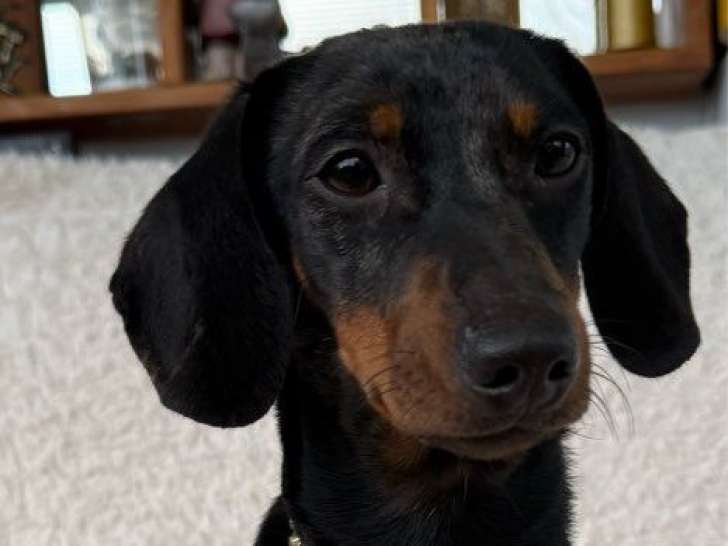 1 femelle Teckel à vendre, chiot arlequin non-LOF de juin 2025