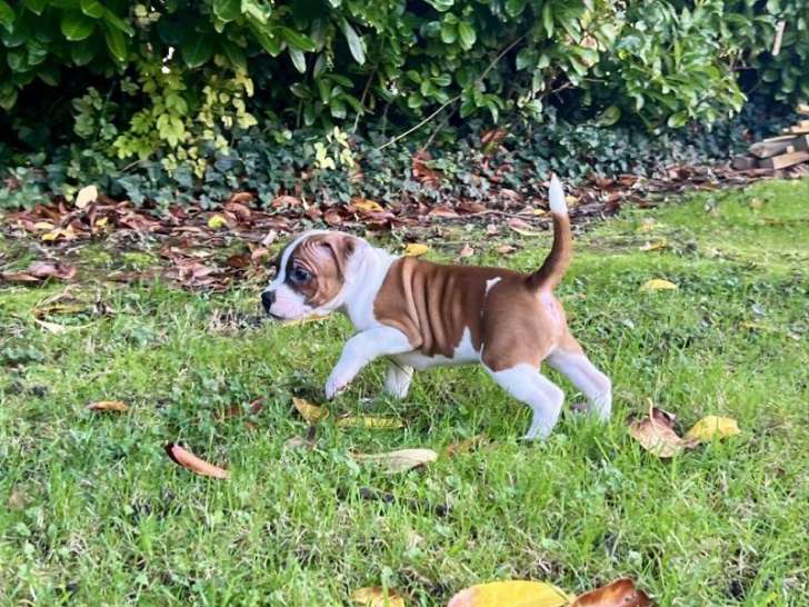 Réservation ouverte pour 2 chiots mâles Staffordshire Bull Terriers LOF de septembre 2025