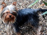 3 chiots Yorkshire Terriers LOF à vendre