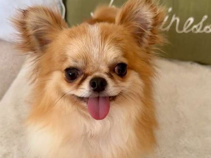 Vente de 1 chien Chihuahua poils longs de février 2022 (LOF)