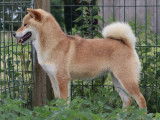 Une chienne Shiba Inu LOF de 2023 disponible à la vente