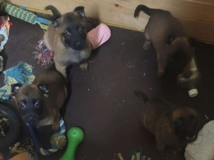 Réservation ouverte pour 5 chiots Bergers Belges Malinois LOF, nés en octobre 2025