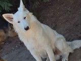 1 chien Berger Blanc Suisse à vendre (LOF)