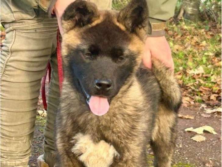 Mise en vente de 1 chiot mâle Akita Américain LOF, né le 20 juillet 2025