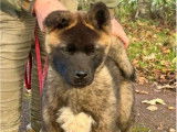 Mise en vente de 1 chiot mâle Akita Américain LOF, né le 20 juillet 2025
