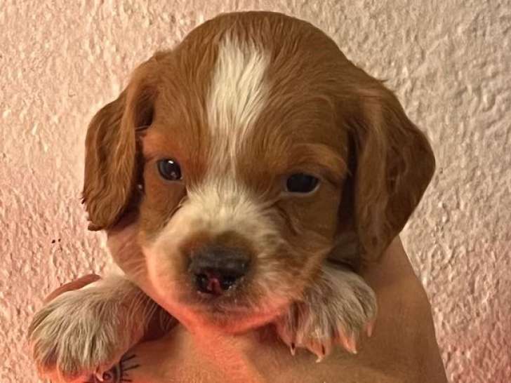 Des chiots Épagneuls Bretons à réserver (LOF)