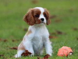 1 chiot mâle Cavalier King Charles Blenheim, LOF de septembre 2025 à vendre