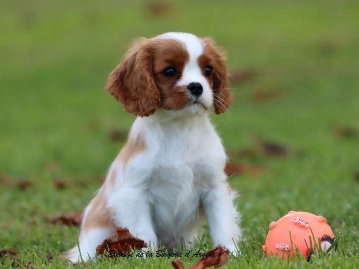1 chiot mâle Cavalier King Charles Blenheim, LOF de septembre 2025 à vendre