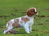1 chiot mâle Cavalier King Charles Blenheim, LOF de septembre 2025 à vendre
