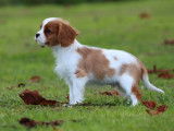1 chiot mâle Cavalier King Charles Blenheim, LOF de septembre 2025 à vendre