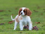 1 chiot mâle Cavalier King Charles Blenheim, LOF de septembre 2025 à vendre