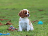 1 chiot mâle Cavalier King Charles Blenheim, LOF de septembre 2025 à vendre