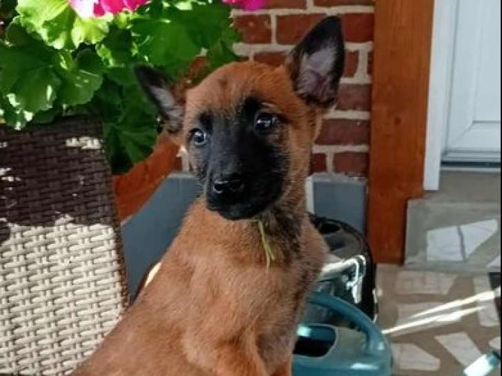 7 chiots Bergers Belges Malinois non-LOF de septembre 2025 disponibles à la vente