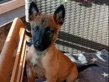 7 chiots Bergers Belges Malinois non-LOF de septembre 2025 disponibles à la vente