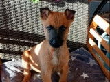 7 chiots Bergers Belges Malinois non-LOF de septembre 2025 disponibles à la vente
