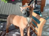 7 chiots Bergers Belges Malinois non-LOF de septembre 2025 disponibles à la vente