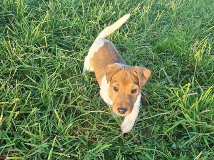 1 chiot mâle Jack Russell à vendre, blanc et feu de septembre 2025