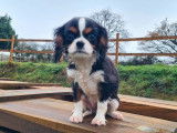 1 chiot femelle Cavalier King Charles tricolore à vendre, née en août 2025