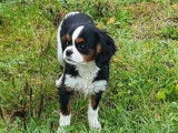 1 chiot femelle Cavalier King Charles tricolore à vendre, née en août 2025