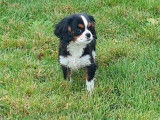 1 chiot femelle Cavalier King Charles tricolore à vendre, née en août 2025
