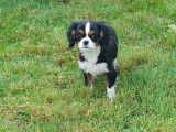 1 chiot femelle Cavalier King Charles tricolore à vendre, née en août 2025
