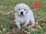 Mise en vente de 4 chiots Golden Retrievers LOF de novembre 2025