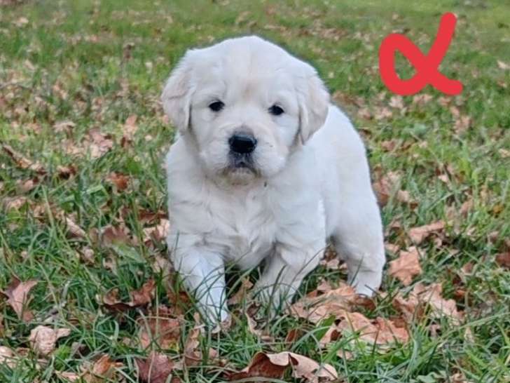 Mise en vente de 4 chiots Golden Retrievers LOF de novembre 2025