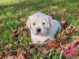 Mise en vente de 4 chiots Golden Retrievers LOF de novembre 2025