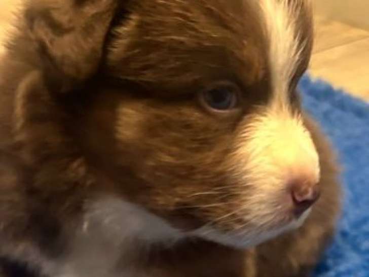 Un chiot mâle Berger Australien à vendre (LOF)