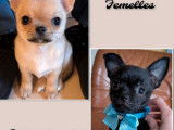 2 chiots femelles Chihuahuas LOF de septembre 2025 à réserver