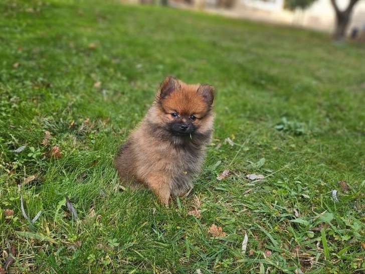 À vendre, 2 chiots Spitz Nains LOF, 2 mâles charbonnés de septembre 2025