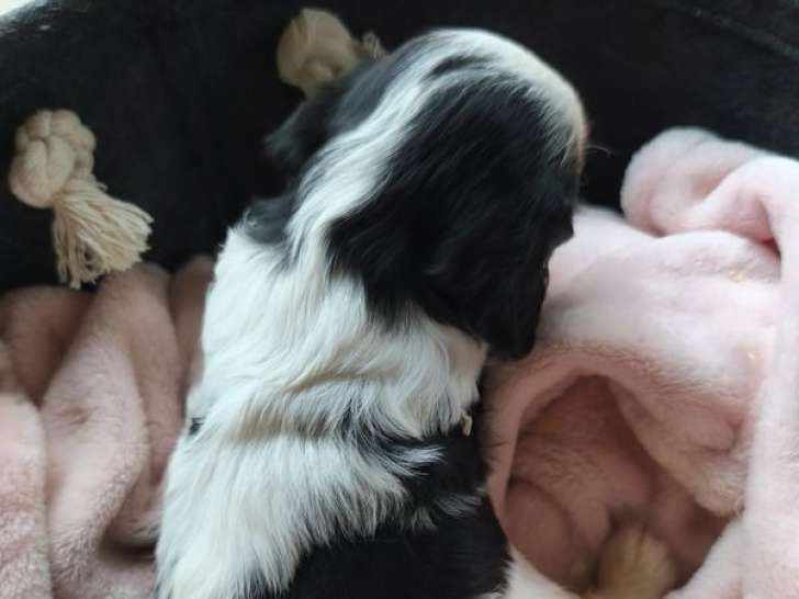 5 chiots Cavaliers King Charles LOF à vendre, nés octobre 2025
