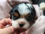 5 chiots Cavaliers King Charles LOF à vendre, nés octobre 2025