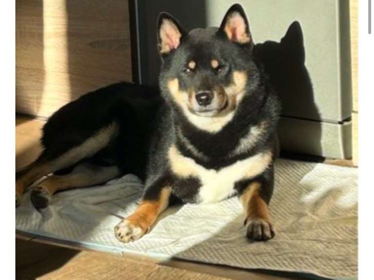 Mâle Shiba Inu disponible pour saillie