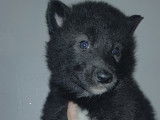 Chiots Chien Loup Tchécoslovaque à vendre