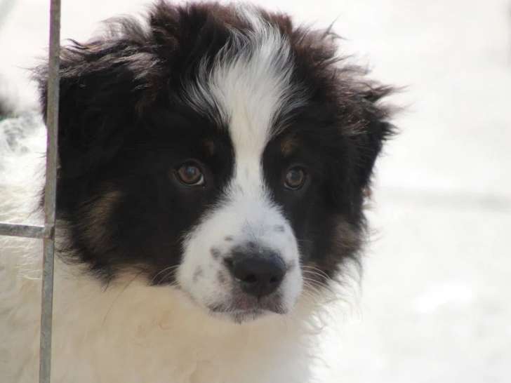 1 chiot mâle Berger Américain Miniature disponible à la vente (LOF)